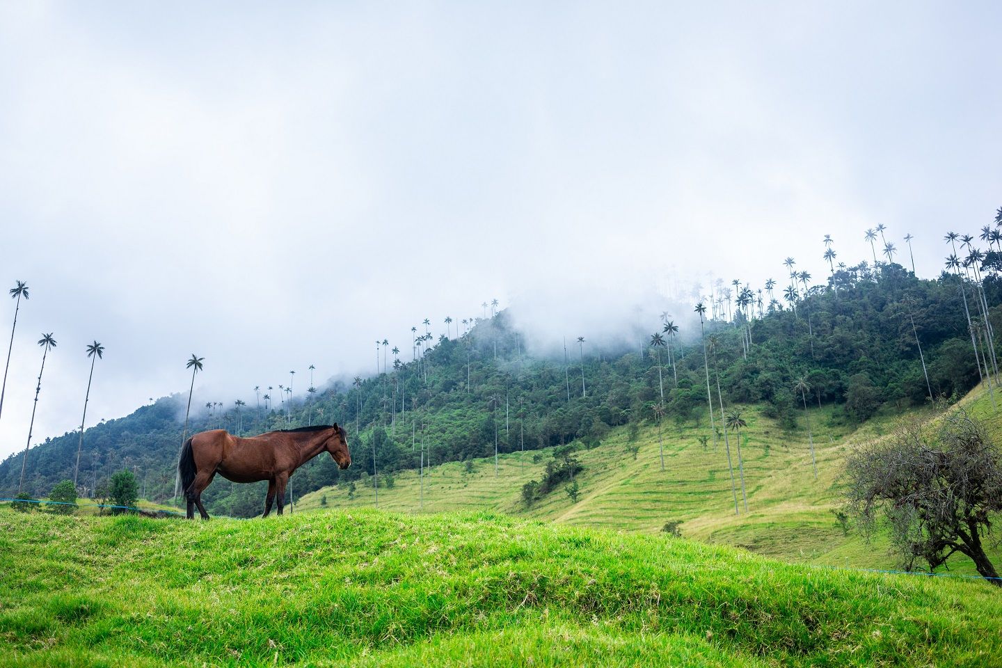 Cheval dans les collines de Salento - Colombie | Au Tigre Vanillé