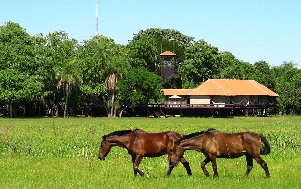 Chevaux devant le Caiman Ecological Refuge dans le Pantanal - Brésil | Au Tigre Vanillé