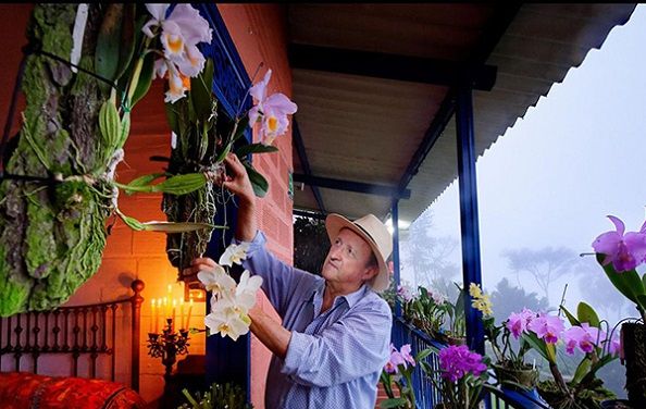 finca-cafe-orchidee-colombie Orchidées dans une finca de café - Colombie | Au Tigre Vanillé
