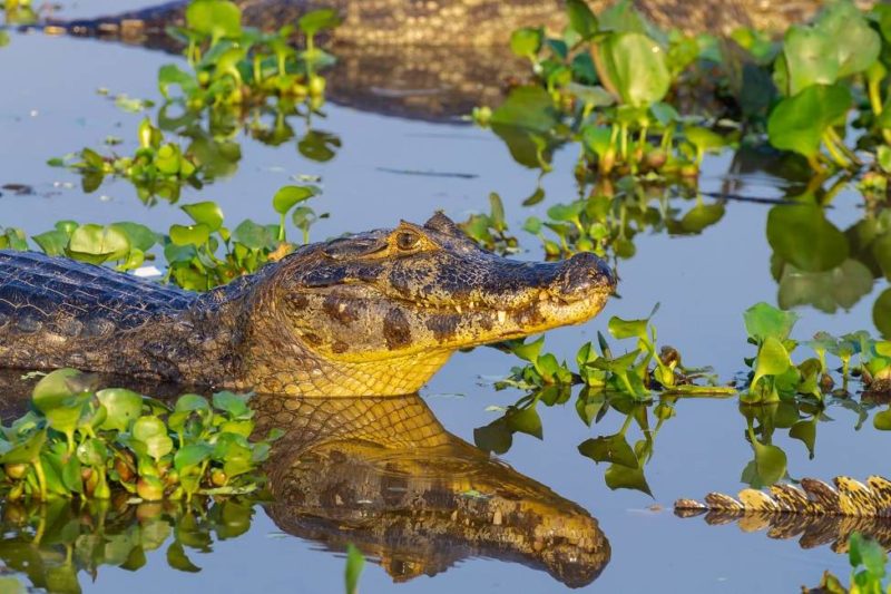 Caiman floating in Pantanal area, Brazil Observation des animaux du Pantanal - Brésil | Au Tigre Vanillé