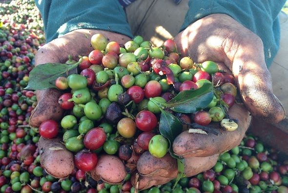 Grains de café - Brésil | Au Tigre Vanillé