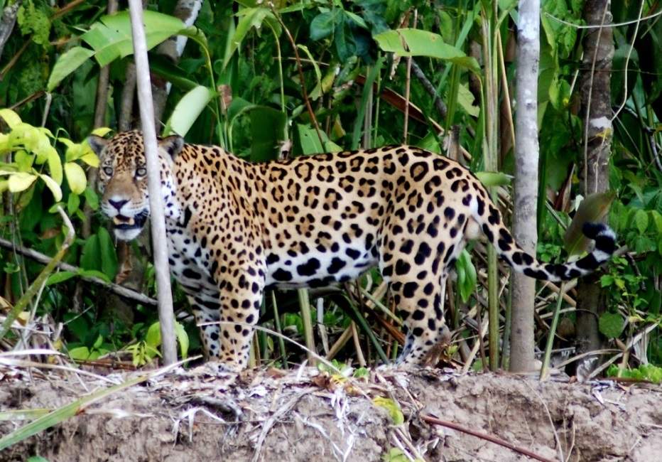 Sortie à la recherche du Jaguar dans le Pantanal - Brésil | Au Tigre Vanillé