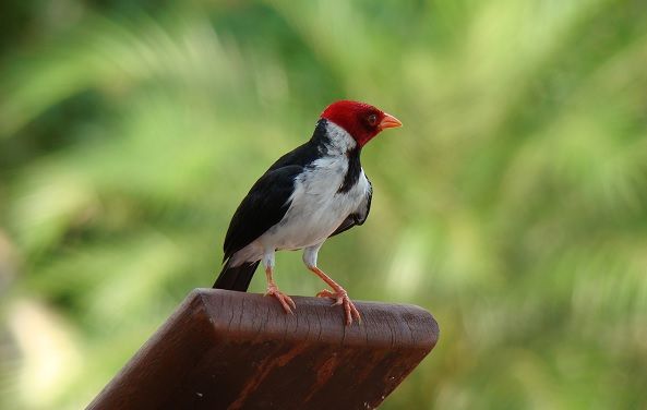 Oiseau rouge et noir - Brésil | Au Tigre Vanillé