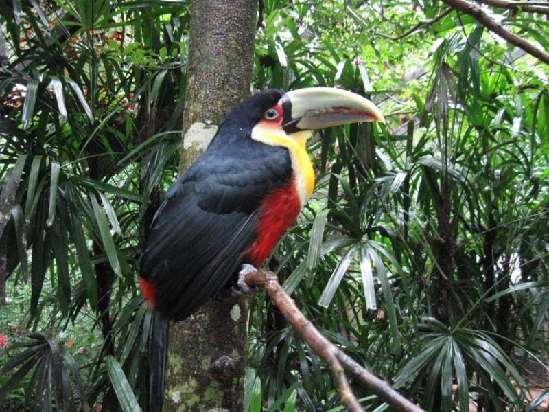 Parc aux oiseaux à Iguaçu - Brésil | Au Tigre Vanillé