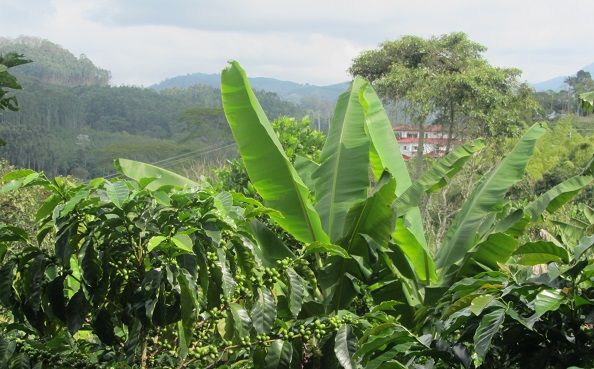 plantation-cafe-salento-colombie Plantation de café à Salento - Colombie | Au Tigre Vanillé