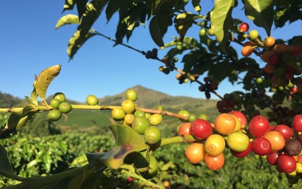 Plantation de café dans le Minas Gerais - Brésil | Au Tigre Vanillé