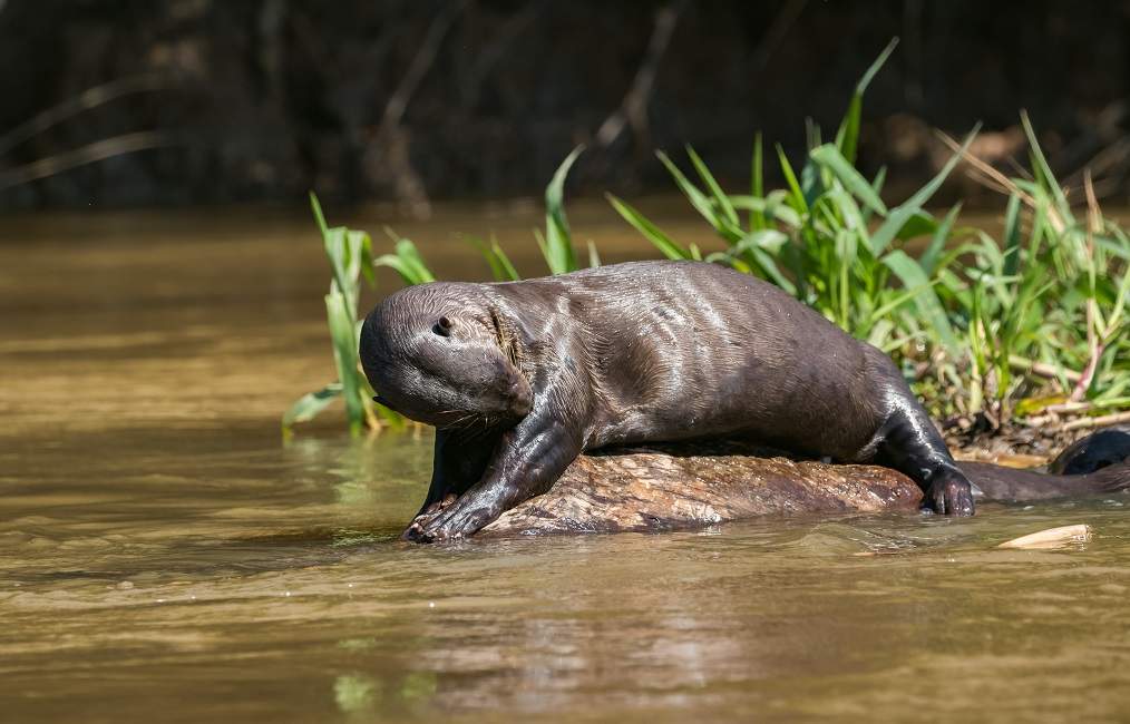 Safari sur le fleuve Amazone - Brésil | Au Tigre Vanillé