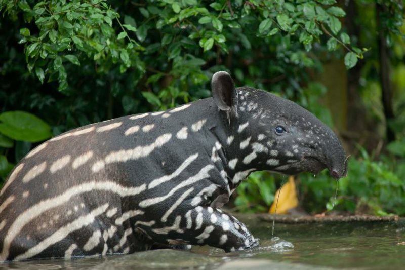Safari d'observation de la faune du Pantanal - Brésil | Au Tigre Vanillé