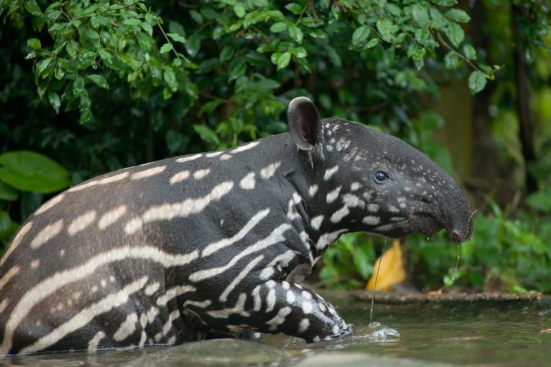 Malayan tapir (tapirus indicus) in the water Safari d'observation de la faune du Pantanal - Brésil | Au Tigre Vanillé