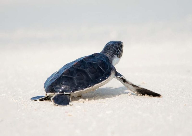 Assister à la naissance des tortues de Praia do Forte - Brésil | Au Tigre Vanillé