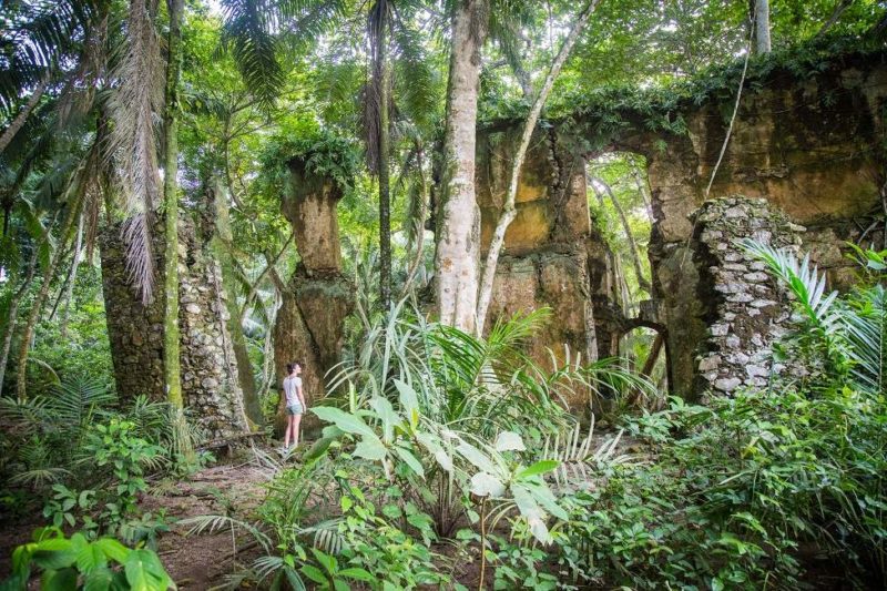 Introduction à l'agriculture biologique de l'île de Principe - Sao Tomé-et-Principe | Au Tigre Vanillé