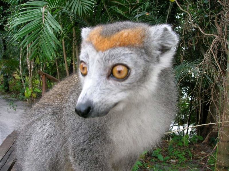 Rencontre avec les lémuriens - Madagascar | Au Tigre Vanillé
