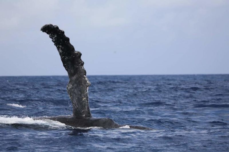 Observation des baleines à bosse près de la plage d'Anakao - Madagascar | Au Tigre Vanillé