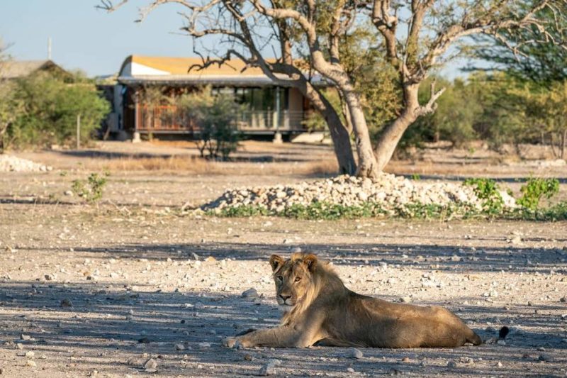 Séjour à l'hôtel Andersson's Camp dans la réserve d'Etosha - Namibie | Au Tigre Vanillé