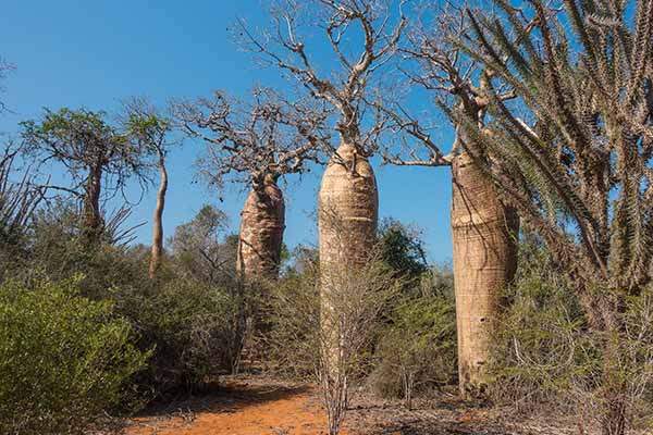 Découverte de l'arboretum de Tulear - Madagascar | Au Tigre Vanillé