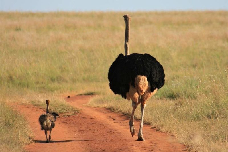 Rencontre avec des autruches sur une piste du Marienthal - Namibie | Au Tigre Vanillé