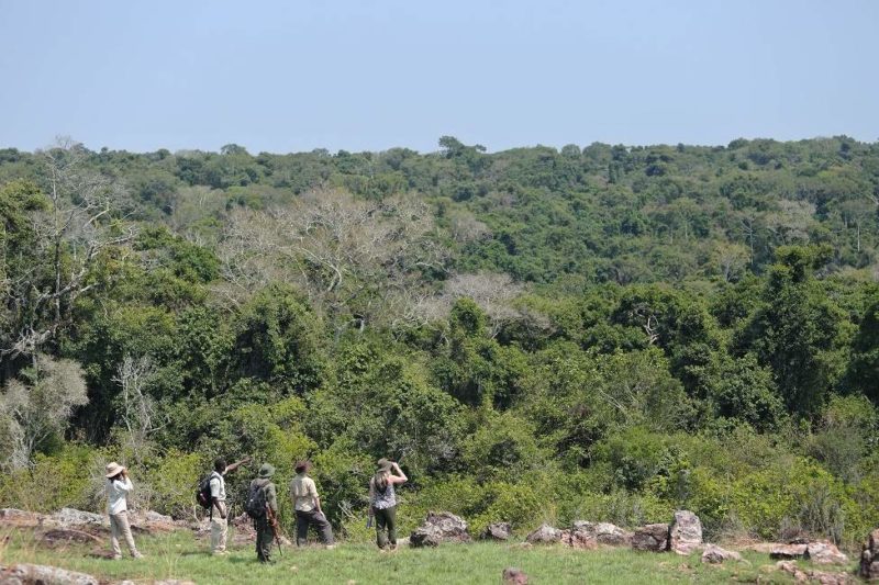 Balade à la recherche des cimpanzés sur l'île de Rubondo - Tanzanie | Au Tigre Vanillé