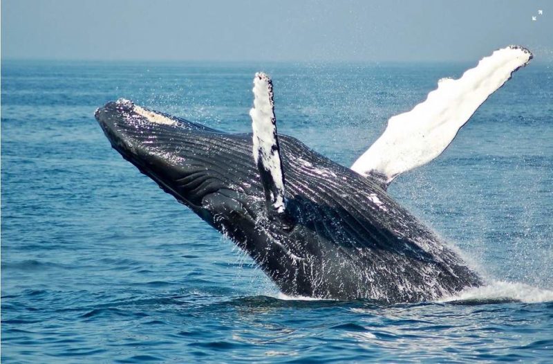 Observation des baleines à bosse sur l'île Sainte Marie - Madagascar | Au Tigre Vanillé