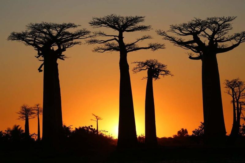 Coucher de soleil dans l'allée des baobabs - Madagascar | Au Tigre Vanillé