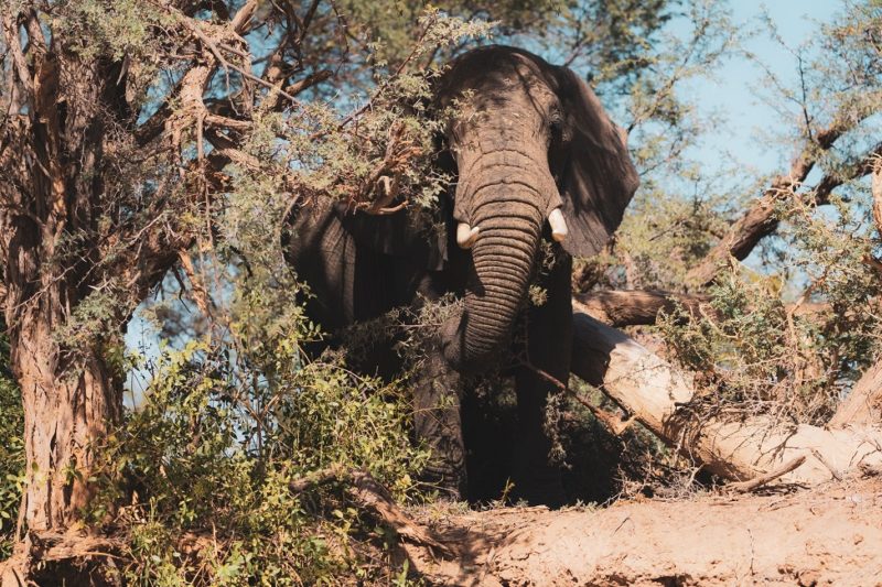 Elephant dans le Damaraland - Namibie | Au Tigre Vanillé