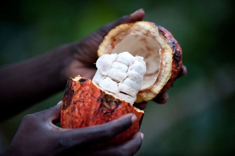 Dégustation de cacao - Sao Tomé-et-Principe | Au Tigre Vanillé