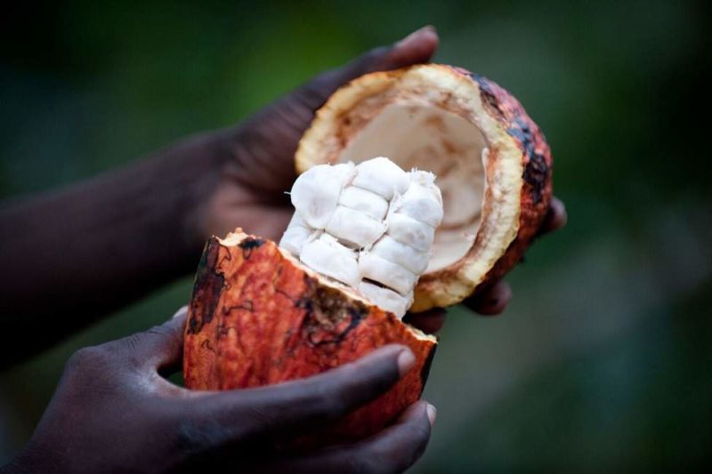 degustation-cacao-sao-tome Dégustation de cacao - Sao Tomé-et-Principe | Au Tigre Vanillé