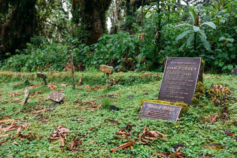 Balade sur les traces de Diane Fossey dans le parc des volcans - Rwanda | Au Tigre Vanillé
