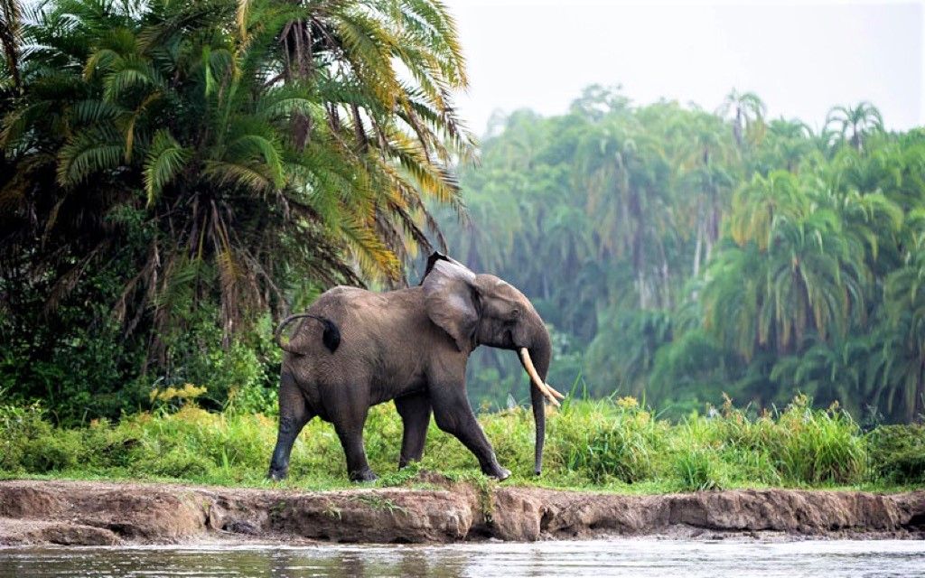 elephant-reserve-dzanga-centrafrique Safari dans la réserve de Dzanga - Congo | Au Tigre Vanillé