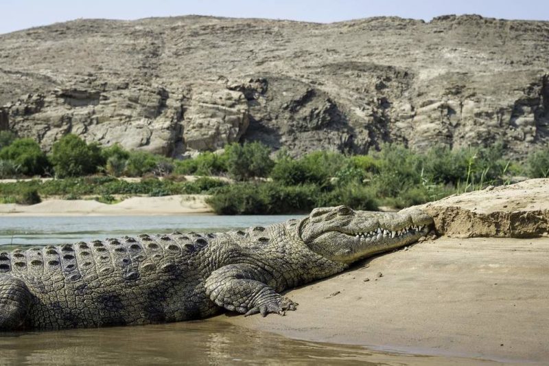 Crocodile au chutes d'Epupa dans le Kaokoland - Namibie | Au Tigre Vanillé