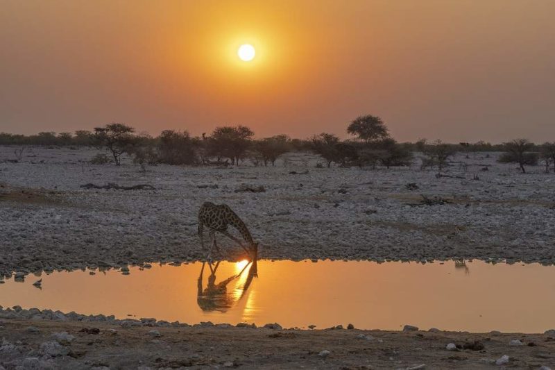 Soirée dans la réserve d'Etosha - Namibie | Au Tigre Vanillé