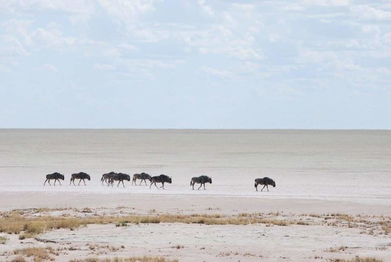 Safari guidé dans la réserve d'Etosha - Namibie | Au Tigre Vanillé