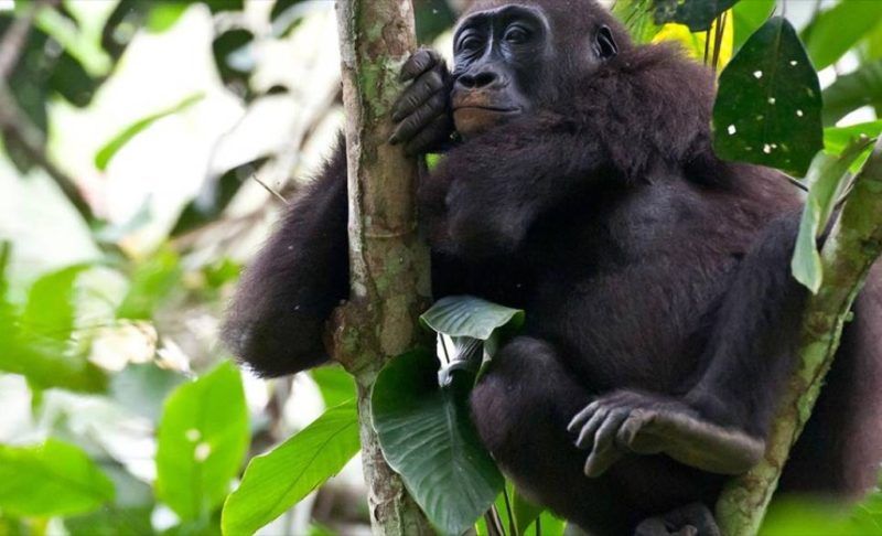 Gorille des plaines - Congo | Au Tigre Vanillé