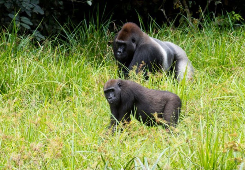 Observation des gorilles - Congo | Au Tigre Vanillé