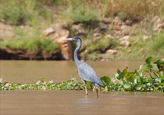 Observation ornithologique - Madagascar | Au Tigre Vanillé