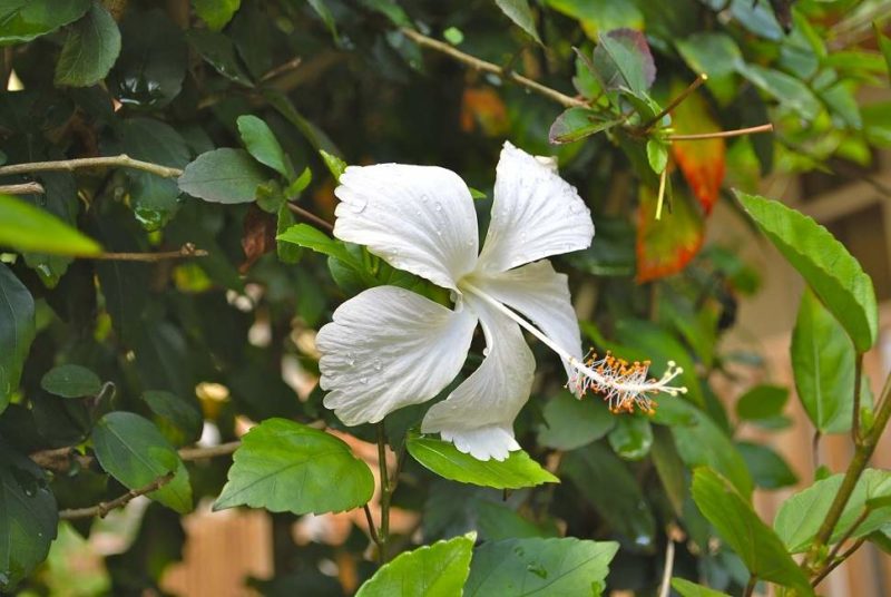 Hibiscuse dans la réserve de Semliki -Ouganda | Au Tigre Vanillé