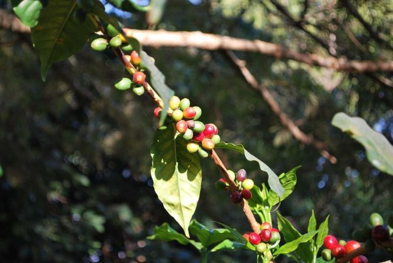 Découverte de la plantation de café de Ngila - Tanzanie | Au Tigre Vanillé