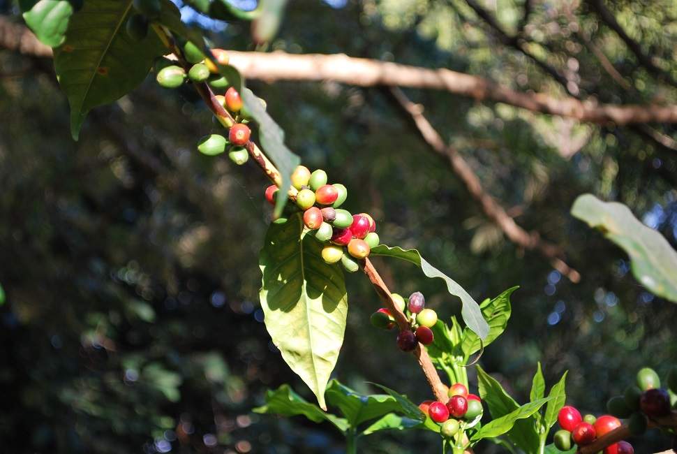 karatu-ngorongoro-cerise-cafe Découverte de la plantation de café de Ngila - Tanzanie | Au Tigre Vanillé