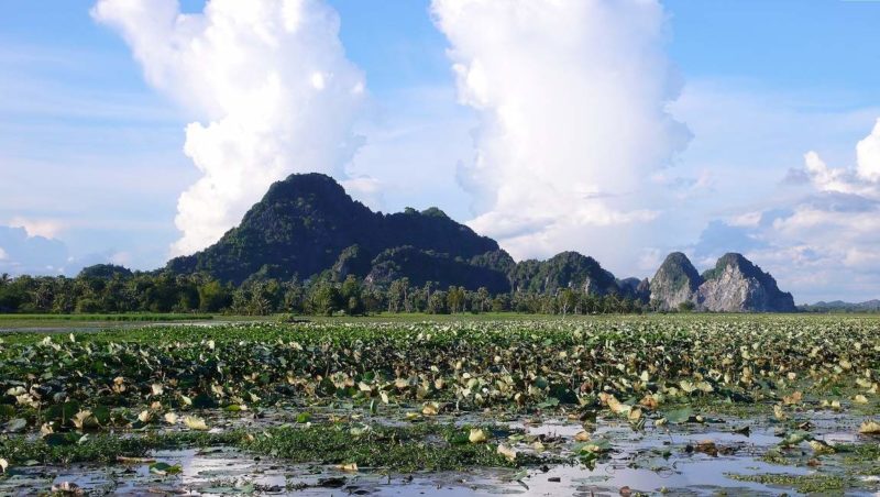 Champs de nénuphars à Kep - Cambodge | Au Tigre Vanillé