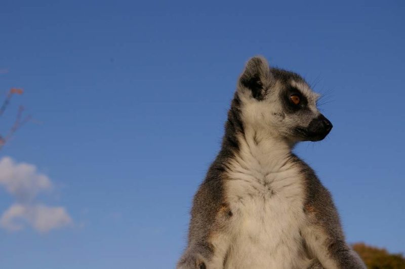 Rencontre avec les lémuriens dans le parc national d'Isalo - Madagascar | Au Tigre Vanillé