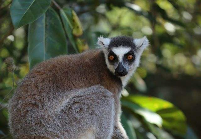 Rencontre avec un lémurien Catta - Madagascar | Au Tigre Vanillé