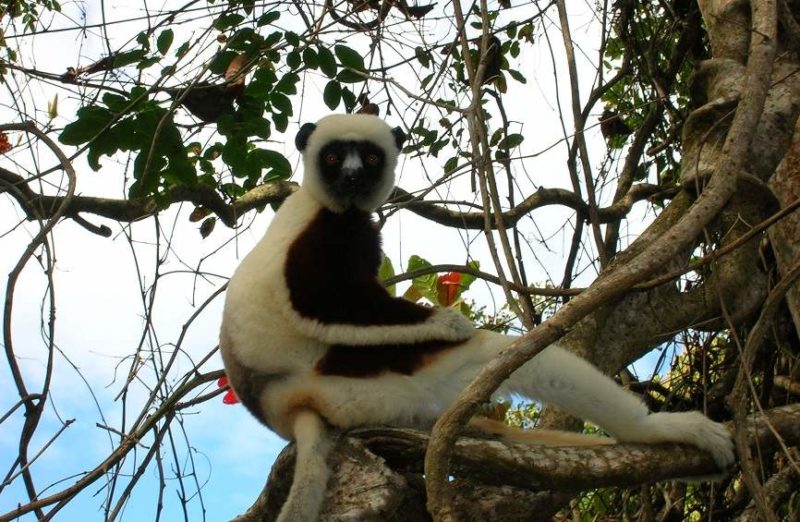 Lémurien dans la forêt de Kirindy - Madagascar | Au Tigre Vanillé