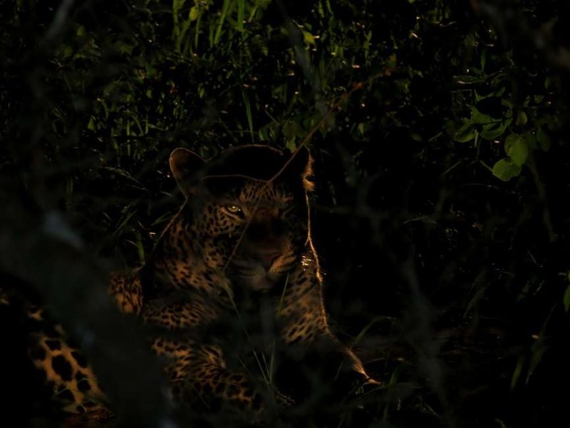 Safari de nuit dans le parc du Serengeti - Tanzanie | Au Tigre Vanillé