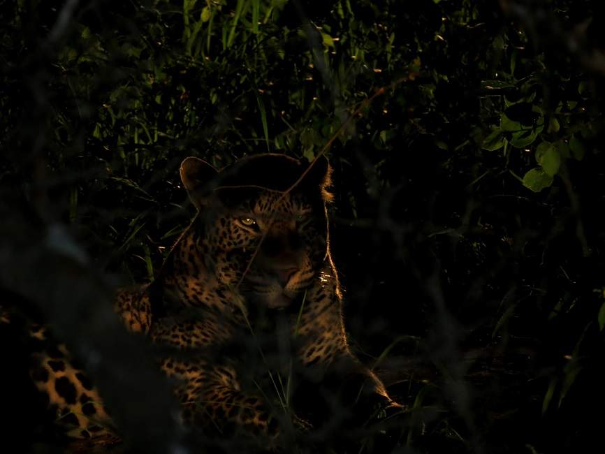 leopard-safari-nuit-serengeti Safari de nuit dans le parc du Serengeti - Tanzanie | Au Tigre Vanillé