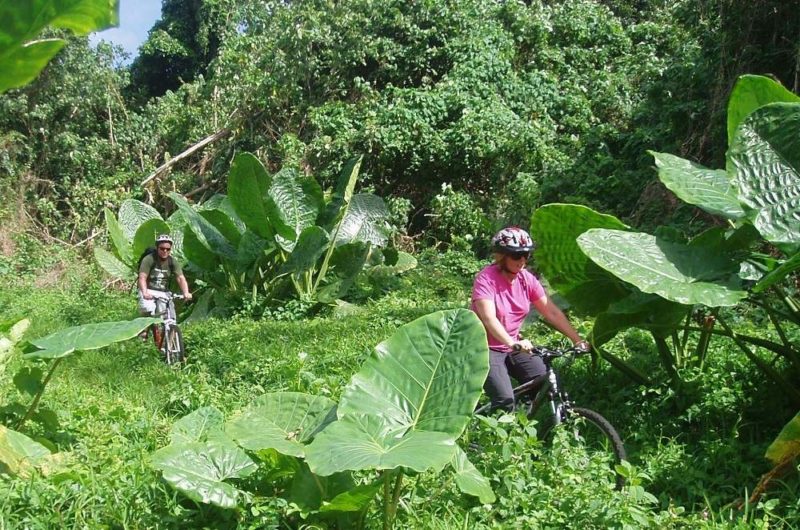Découverte à vélo de l'île de Malekula - Vanuatu | Au Tigre Vanillé