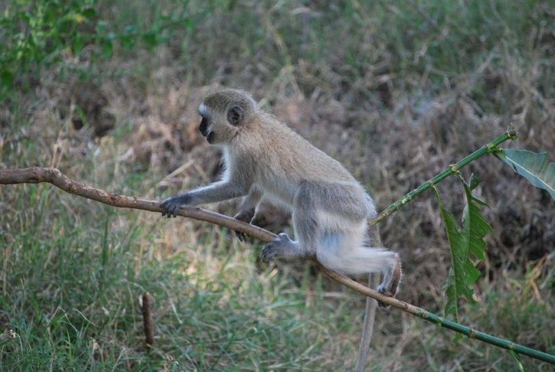 Singe vervet dans le parc du lac Manyara - Tanzanie | Au Tigre Vanillé