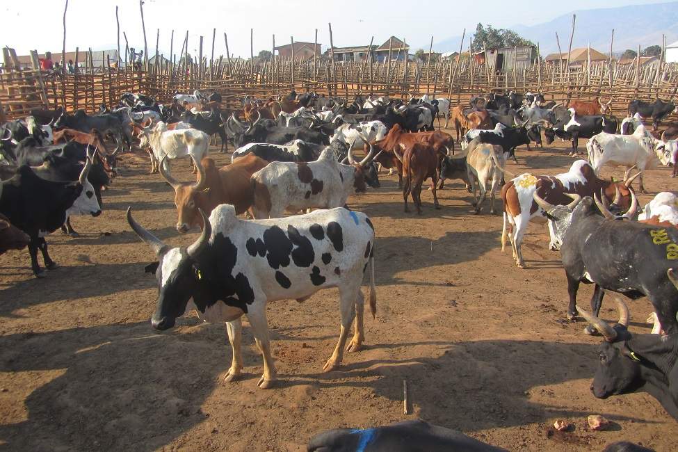 Marché aux zébus à Ambalavao - Madagascar | Au Tigre Vanillé