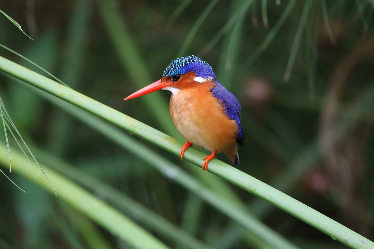 Observation des oiseaux dans la réserve de Semliki - Ouganda | Au Tigre Vanillé