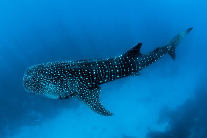 Nager avec les requins-baleines - Madagascar | Au Tigre Vanillé
