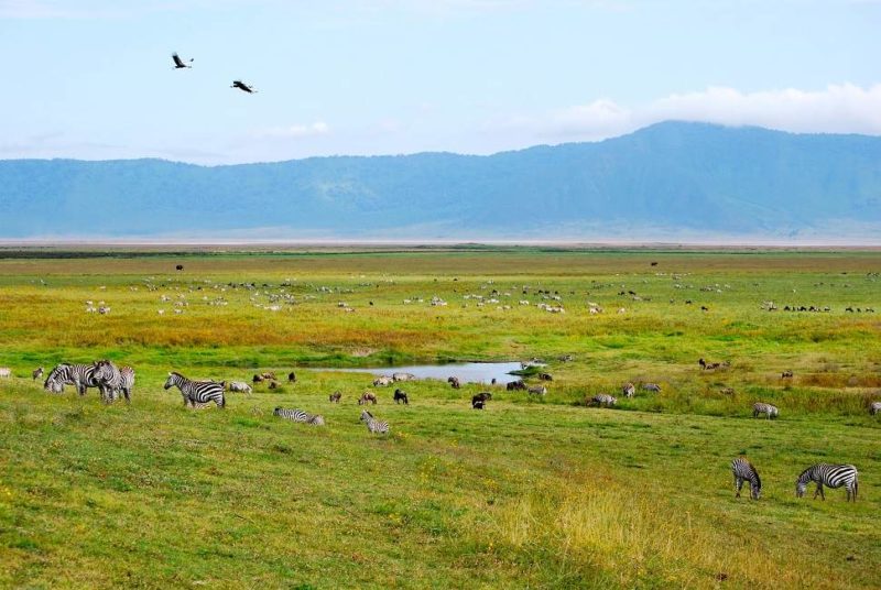 Zèbre, gnous et autre faune africaine dans le cratère du Ngorongoro - Tanzanie | Au Tigre Vanillé