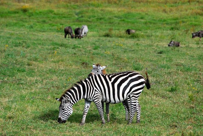 Zèbre et son bébé pendant la saison des naissances dans le cratère du Ngorongoro - Tanzanie | Au Tigre Vanillé